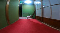 松本俊之ブリーダーからお迎えしたミニチュアダックスフンド(ロング)：コユキちゃん