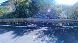 松本俊之ブリーダーからお迎えしたミニチュアダックスフンド(ロング)：コユキちゃん