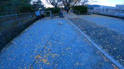 松本俊之ブリーダーからお迎えしたミニチュアダックスフンド(ロング)：コユキちゃん