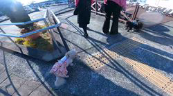 松本俊之ブリーダーからお迎えしたミニチュアダックスフンド(ロング)：コユキちゃん