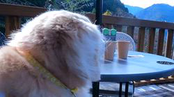 松本俊之ブリーダーからお迎えしたミニチュアダックスフンド(ロング)：コユキちゃん