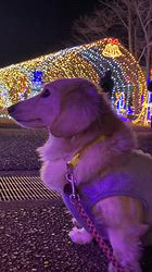 松本俊之ブリーダーからお迎えしたミニチュアダックスフンド(ロング)：コユキちゃん