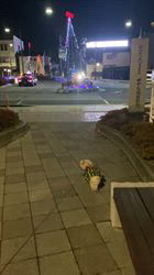 松本俊之ブリーダーからお迎えしたミニチュアダックスフンド(ロング)：コユキちゃん