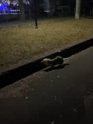 松本俊之ブリーダーからお迎えしたミニチュアダックスフンド(ロング)：コユキちゃん