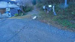 松本俊之ブリーダーからお迎えしたミニチュアダックスフンド(ロング)：コユキちゃん