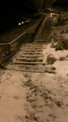 松本俊之ブリーダーからお迎えしたミニチュアダックスフンド(ロング)：コユキちゃん