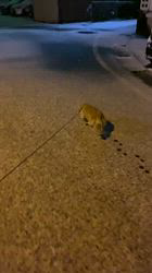 松本俊之ブリーダーからお迎えしたミニチュアダックスフンド(ロング)：コユキちゃん