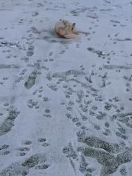 松本俊之ブリーダーからお迎えしたミニチュアダックスフンド(ロング)：コユキちゃん