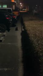 松本俊之ブリーダーからお迎えしたミニチュアダックスフンド(ロング)：コユキちゃん