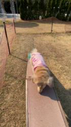 松本俊之ブリーダーからお迎えしたミニチュアダックスフンド(ロング)：コユキちゃん