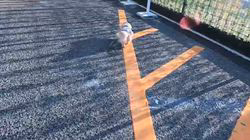 松本俊之ブリーダーからお迎えしたミニチュアダックスフンド(ロング)：コユキちゃん