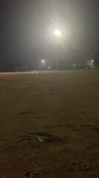 松本俊之ブリーダーからお迎えしたミニチュアダックスフンド(ロング)：コユキちゃん