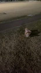 松本俊之ブリーダーからお迎えしたミニチュアダックスフンド(ロング)：コユキちゃん