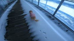 松本俊之ブリーダーからお迎えしたミニチュアダックスフンド(ロング)：コユキちゃん