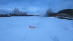 松本俊之ブリーダーからお迎えしたミニチュアダックスフンド(ロング)：コユキちゃん