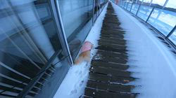 松本俊之ブリーダーからお迎えしたミニチュアダックスフンド(ロング)：コユキちゃん