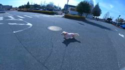 松本俊之ブリーダーからお迎えしたミニチュアダックスフンド(ロング)：コユキちゃん