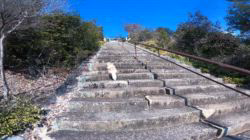 松本俊之ブリーダーからお迎えしたミニチュアダックスフンド(ロング)：コユキちゃん