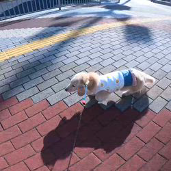 松本俊之ブリーダーからお迎えしたミニチュアダックスフンド(ロング)：コユキちゃん