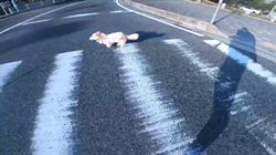 松本俊之ブリーダーからお迎えしたミニチュアダックスフンド(ロング)：コユキちゃん