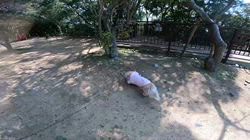 松本俊之ブリーダーからお迎えしたミニチュアダックスフンド(ロング)：コユキちゃん