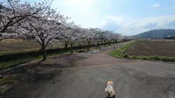 松本俊之ブリーダーからお迎えしたミニチュアダックスフンド(ロング)：コユキちゃん