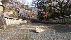 松本俊之ブリーダーからお迎えしたミニチュアダックスフンド(ロング)：コユキちゃん