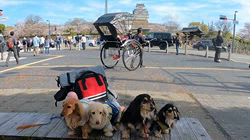 松本俊之ブリーダーからお迎えしたミニチュアダックスフンド(ロング)：コユキちゃん