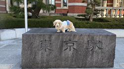 松本俊之ブリーダーからお迎えしたミニチュアダックスフンド(ロング)：コユキちゃん