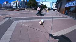 松本俊之ブリーダーからお迎えしたミニチュアダックスフンド(ロング)：コユキちゃん