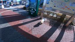 松本俊之ブリーダーからお迎えしたミニチュアダックスフンド(ロング)：コユキちゃん