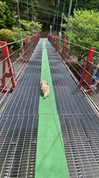 松本俊之ブリーダーからお迎えしたミニチュアダックスフンド(ロング)：コユキちゃん