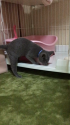 藤橋有香ブリーダーからお迎えしたロシアンブルー：ロキくん