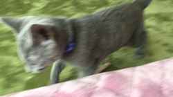 藤橋有香ブリーダーからお迎えしたロシアンブルー：ロキくん