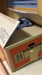 藤橋有香ブリーダーからお迎えしたロシアンブルー：ロキくん