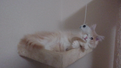 青柳美喜子ブリーダーからお迎えしたノルウェージャンフォレストキャット：LUNA🌈ちゃん