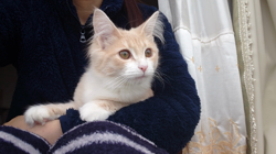 青柳美喜子ブリーダーからお迎えしたノルウェージャンフォレストキャット：LUNA🌈ちゃん