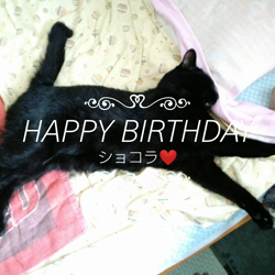 青柳美喜子ブリーダーからお迎えしたノルウェージャンフォレストキャット：LUNA🌈ちゃん