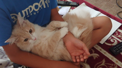 青柳美喜子ブリーダーからお迎えしたノルウェージャンフォレストキャット：LUNA🌈ちゃん