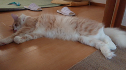 青柳美喜子ブリーダーからお迎えしたノルウェージャンフォレストキャット：LUNA🌈ちゃん