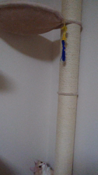 青柳美喜子ブリーダーからお迎えしたノルウェージャンフォレストキャット：LUNA🌈ちゃん