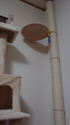 青柳美喜子ブリーダーからお迎えしたノルウェージャンフォレストキャット：LUNA🌈ちゃん