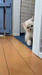 小森裕二ブリーダーからお迎えしたミヌエット：Lani（ラニ）ちゃん