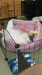 杉本絵美子ブリーダーからお迎えしたポメラニアン：るぅくん