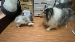 杉本絵美子ブリーダーからお迎えしたポメラニアン：るぅくん