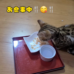 柴田兼司ブリーダーからお迎えしたベンガル：ロゼくん