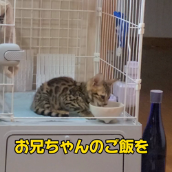 柴田兼司ブリーダーからお迎えしたベンガル：ロゼくん