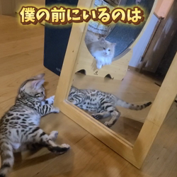 柴田兼司ブリーダーからお迎えしたベンガル：ロゼくん