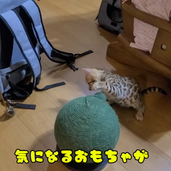 柴田兼司ブリーダーからお迎えしたベンガル：ロゼくん