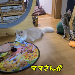 柴田兼司ブリーダーからお迎えしたベンガル：ロゼくん